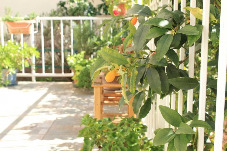 Apartment Garden house A2+1