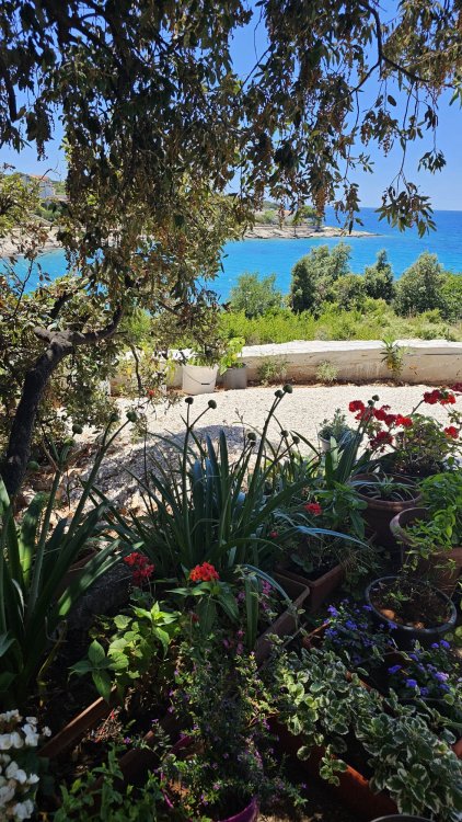 Apartment Juliet Dolac