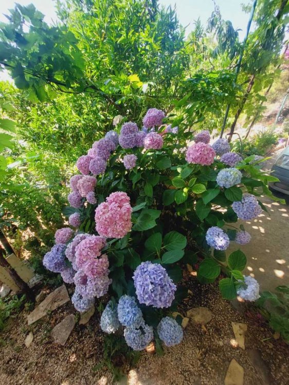 Apartment Anna A2 studio